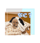 ☆トイプーココアと家族の日常☆②（個別スタンプ：19）