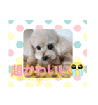 ☆トイプーココアと家族の日常☆②（個別スタンプ：24）