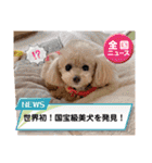 ☆トイプーココアと家族の日常☆②（個別スタンプ：25）