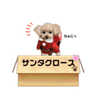 ☆トイプーココアと家族の日常☆②（個別スタンプ：26）