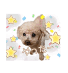 ☆トイプーココアと家族の日常☆②（個別スタンプ：28）