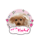 ☆トイプーココアと家族の日常☆②（個別スタンプ：30）