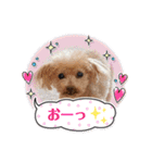 ☆トイプーココアと家族の日常☆②（個別スタンプ：31）