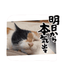 ☆トイプーココアと家族の日常☆②（個別スタンプ：35）