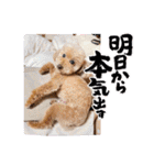 ☆トイプーココアと家族の日常☆②（個別スタンプ：36）