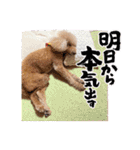 ☆トイプーココアと家族の日常☆②（個別スタンプ：37）