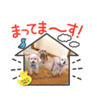 ☆トイプーココアと家族の日常☆②（個別スタンプ：39）