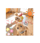 ☆トイプーココアと家族の日常☆②（個別スタンプ：40）