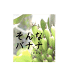食べ物スタンプ②（ダジャレ多め）（個別スタンプ：40）