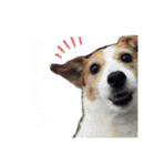 どんぐりコロコロスタンプ（個別スタンプ：10）