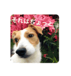 どんぐりコロコロスタンプ（個別スタンプ：14）