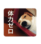 どんぐりコロコロスタンプ（個別スタンプ：15）