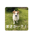 どんぐりコロコロスタンプ（個別スタンプ：16）