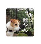 どんぐりコロコロスタンプ（個別スタンプ：20）