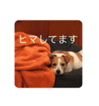 どんぐりコロコロスタンプ（個別スタンプ：21）