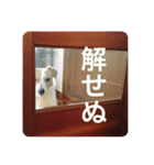 どんぐりコロコロスタンプ（個別スタンプ：22）