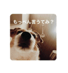 どんぐりコロコロスタンプ（個別スタンプ：23）