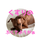 モハメドレオたん3（個別スタンプ：11）