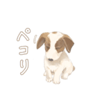 愛犬リリィくん（個別スタンプ：3）