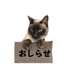 日常で使えるクリスチャン☆彡（個別スタンプ：16）
