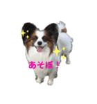 パピヨンのジェームズ（個別スタンプ：1）