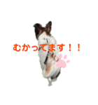 パピヨンのジェームズ（個別スタンプ：3）