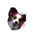 パピヨンのジェームズ（個別スタンプ：4）