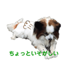 パピヨンのジェームズ（個別スタンプ：6）