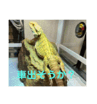 フトアゴヒゲトカゲの気持ち（個別スタンプ：11）