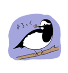 あちこちの鳥（個別スタンプ：11）