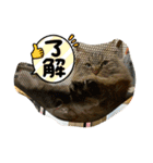 短足マンチカンクリスタちゃん（3歳）♀12（個別スタンプ：5）