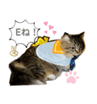 短足マンチカンクリスタちゃん（3歳）♀12（個別スタンプ：6）