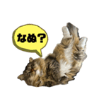 短足マンチカンクリスタちゃん（3歳）♀12（個別スタンプ：11）