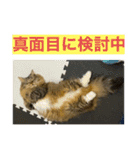 短足マンチカンクリスタちゃん（3歳）♀12（個別スタンプ：14）