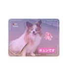 ぱぴぱぴパピヨン91（個別スタンプ：4）