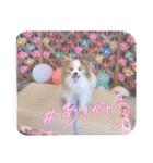 ぱぴぱぴパピヨン91（個別スタンプ：5）