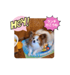 ぱぴぱぴパピヨン91（個別スタンプ：8）