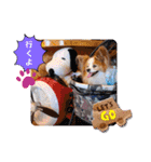 ぱぴぱぴパピヨン91（個別スタンプ：9）