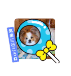 ぱぴぱぴパピヨン91（個別スタンプ：12）