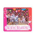 ぱぴぱぴパピヨン91（個別スタンプ：13）