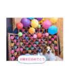 ぱぴぱぴパピヨン91（個別スタンプ：14）