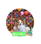 ぱぴぱぴパピヨン91（個別スタンプ：20）