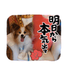 ぱぴぱぴパピヨン91（個別スタンプ：23）