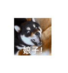 柴犬の日常をおかしくする2（個別スタンプ：3）