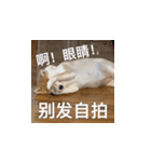 柴犬の日常をおかしくする2（個別スタンプ：13）