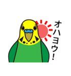 セキセイインコ いろいろ（個別スタンプ：3）