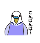 セキセイインコ いろいろ（個別スタンプ：6）