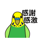 セキセイインコ いろいろ（個別スタンプ：10）