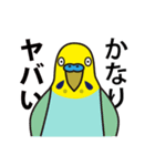 セキセイインコ いろいろ（個別スタンプ：13）