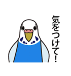 セキセイインコ いろいろ（個別スタンプ：19）